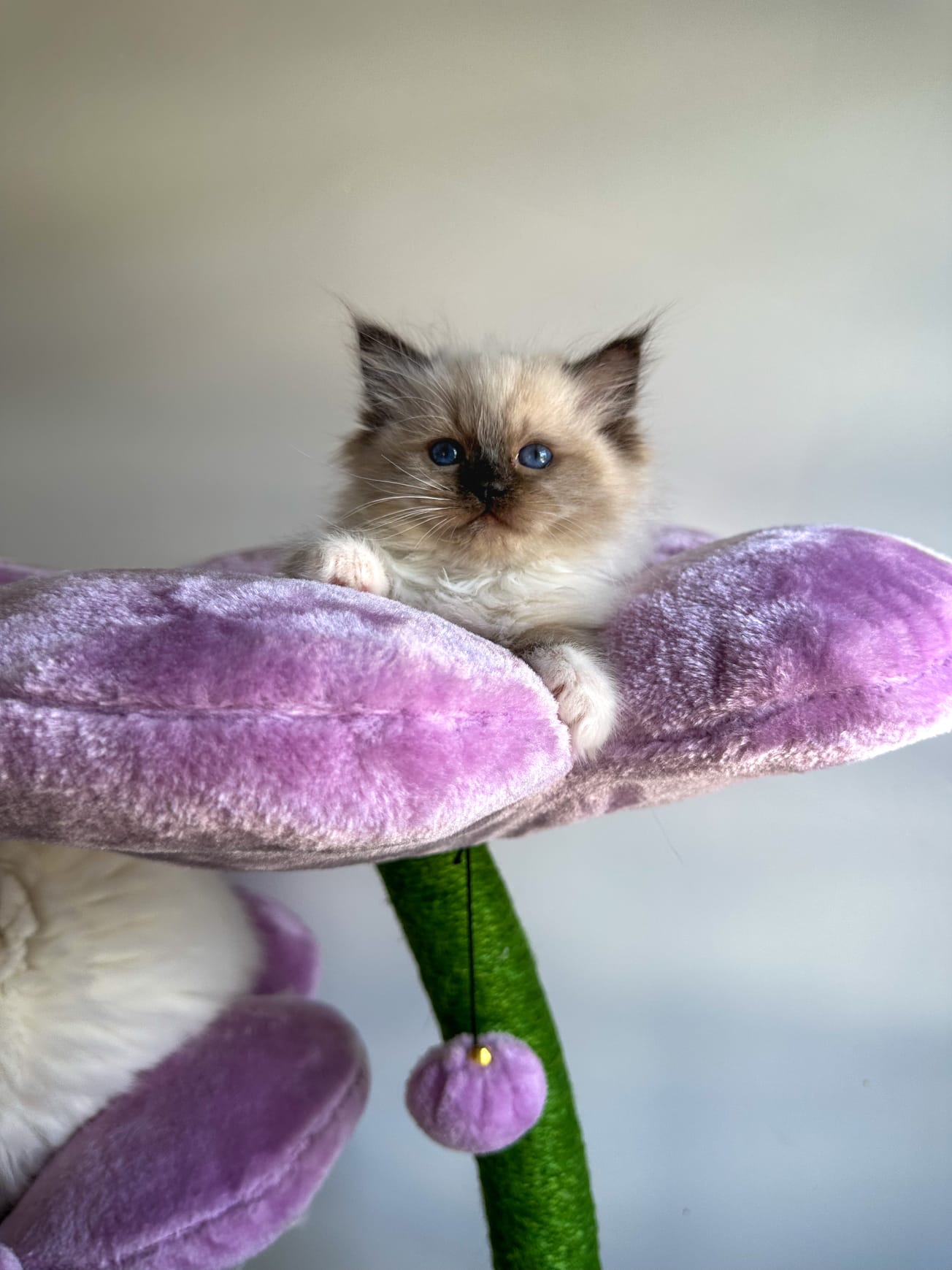 Why Ragdoll Cats Are Perfect for New Jersey Families And You!