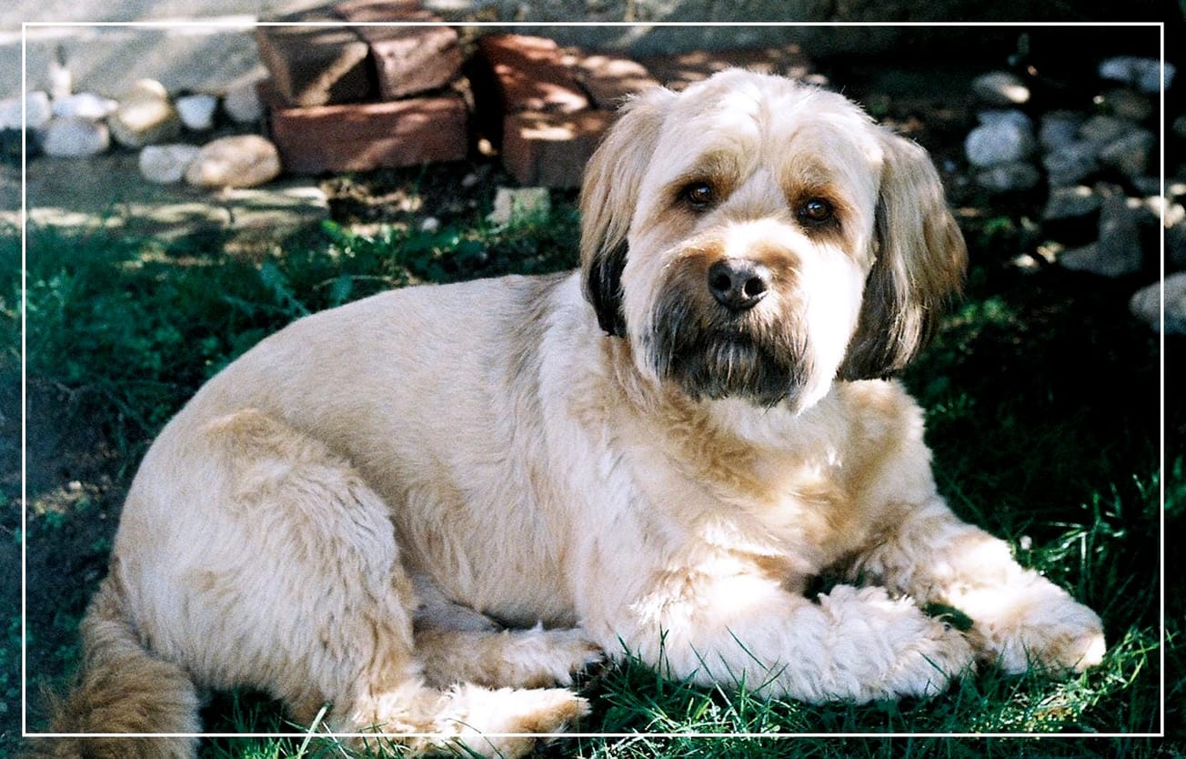 From Lifelong Dream to Lifesaving Mission: Marge Piscitelli’s Books Benefit Animals in Need